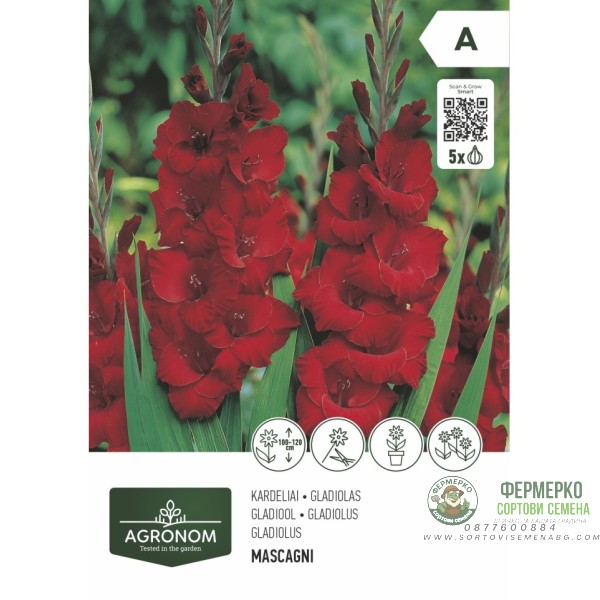 Гладиола червена - 5 бр луковицa