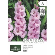 Гладиола роза - 5 бр луковицa