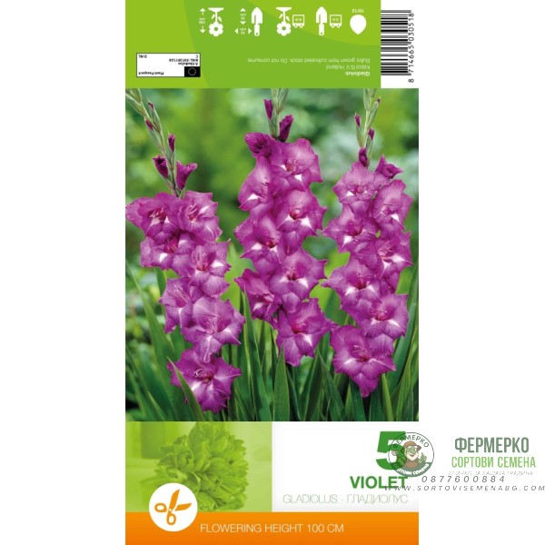 Гладиола виолет - 5 бр луковицa
