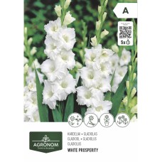 Гладиола бяла - 5 бр луковицa