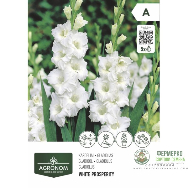 Гладиола бяла - 5 бр луковицa