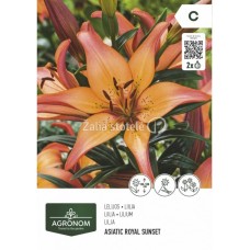 Лилиум Азиатски роял сънсет - 2 бр луковица