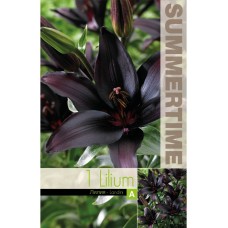 Лилиум Lilium Asiatic Landini - 1 бр луковицa