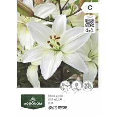 Лилиум Азиатски Novana - 2 бр луковица