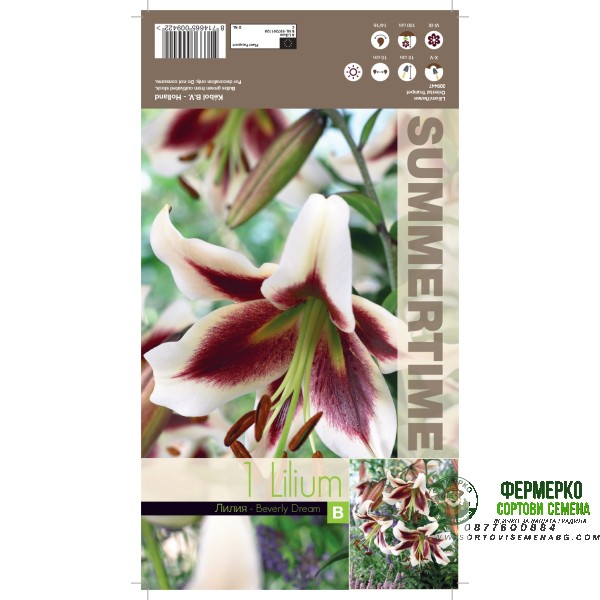 Лилиум Мечтата на Бевърли Lilium Beverly dream - 1 бр луковица Лилиум Мечтата на Бевърли Lilium Beverly dream - 1 бр луковица