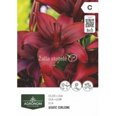 Лилиум Азиатски Корлеоне - 2 бр луковица