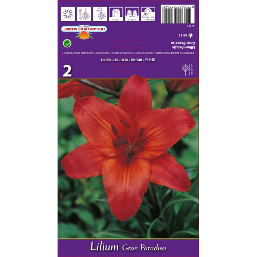 Лилиум Гран Парадизо / Lilium Gran Paradiso - 2 бр луковици