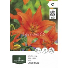 Лилиум Азиатски Shadei - 2 бр луковица