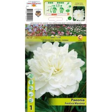 Божур Бял Фестива Максима Paeonia Festiva Maxima (Paeonia lactiflora) - 1 бр луковицa
