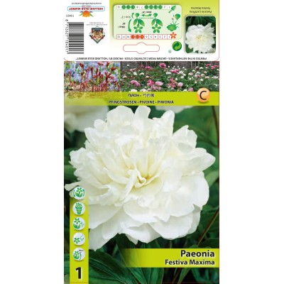 Божур Бял Фестива Максима / Paeonia Festiva Maxima (Paeonia lactiflora) - 1 бр луковицa