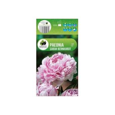 Божур Paeonia Sarah Bernhardt - 1 бр луковицa