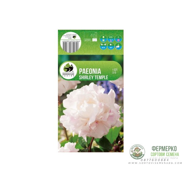 Божур Храмът Шърли Paeonia Shirley Тemple (Paeonia lactiflora) - 1 бр луковицa