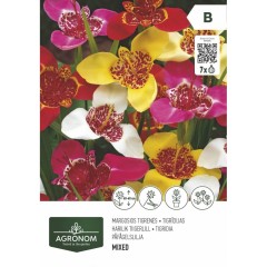 Тигридиа микс - 10 бр луковицa