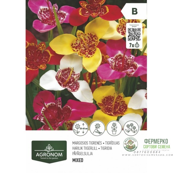 Тигридиа микс - 10 бр луковицa
