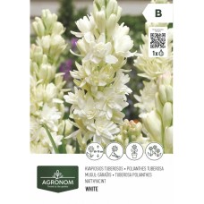 Тубероза полиантес - 1 бр луковицa