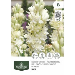 Тубероза полиантес - 1 бр луковицa