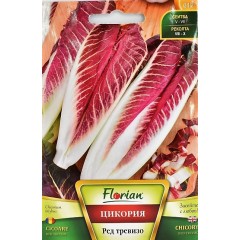 Цикория Продълговата