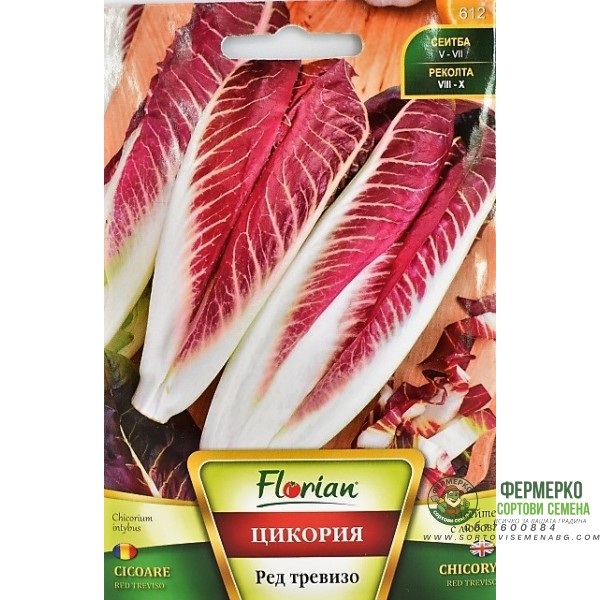 Цикория Продълговата