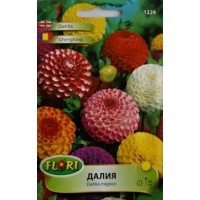 Далия Помпон (Гергина)