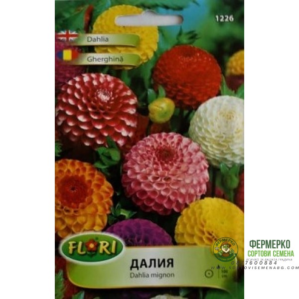 Далия Помпон (Гергина)