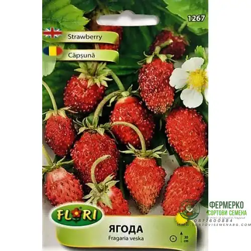 Декоративни Ягода / Fragaria × ananassa