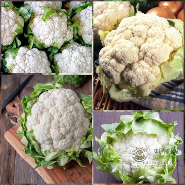 Карфиол Иглу