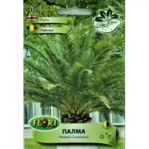 Палма (Карибска) финикова / Phoenix Canariensis