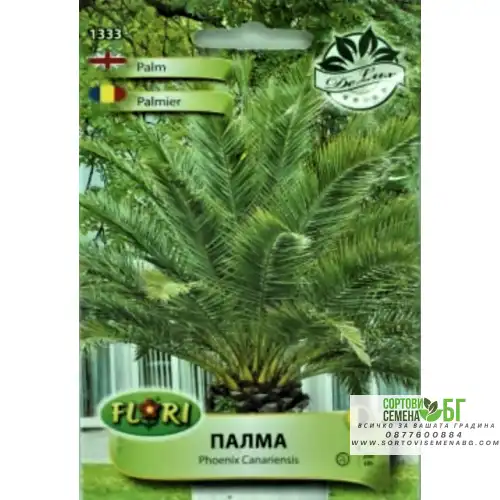 Палма (Карибска) финикова / Phoenix Canariensis