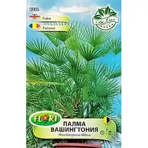 Палма Вашингтония / Washingtonia filifera