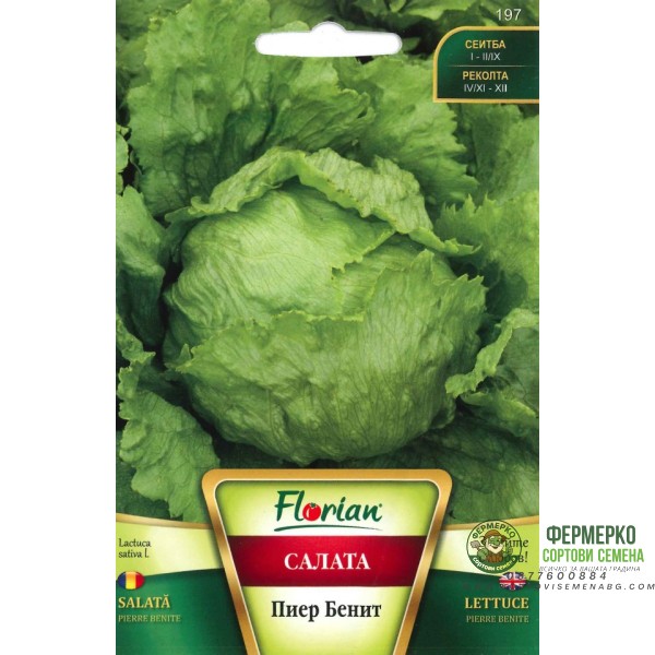 Салата Пиер Бенит (тип айсберг)