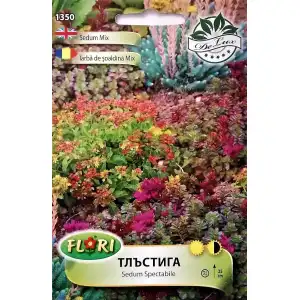 Седум (Тлъстига) микс / Sedum spectabile mix