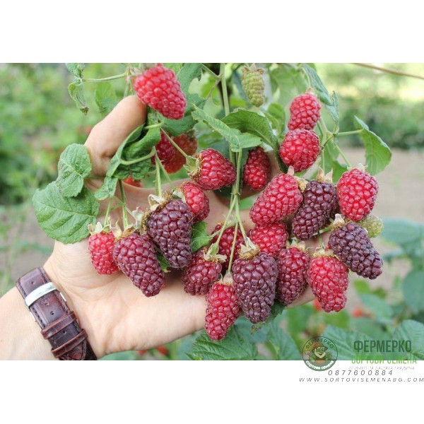 Логанбери (без бодли)