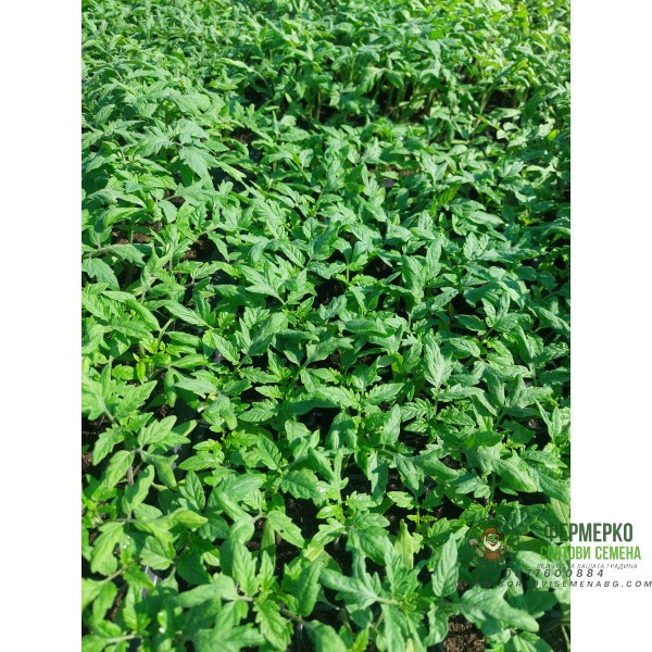 Разсад за Домати Ръгби F1 - Тарелка 72 броя