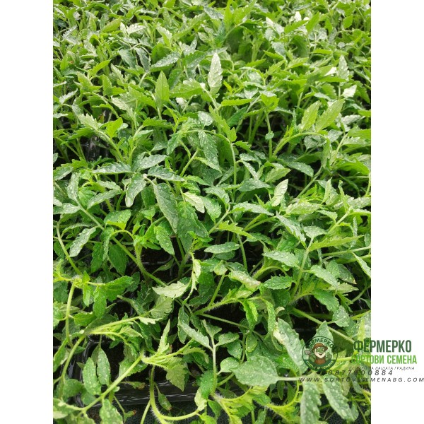 Разсад за Домати Розова Магия - Тарелка 72 броя