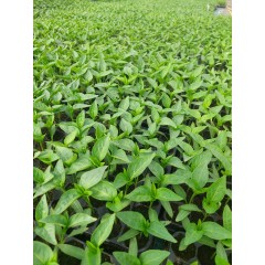 Разсад за пипер Хисарска капия - табла 128 гнезда