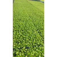 Разсад от Салата Фънфикс - табла 200 броя