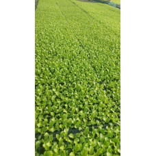 Разсад от Салата Фънфикс - табла 200 броя