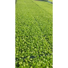 Разсад от Салата Фънфикс - табла 200 броя