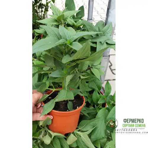 Разсад Салвия с аромат на ананас