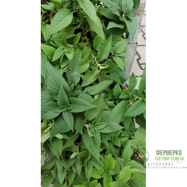 Разсад Салвия с аромат на ананас