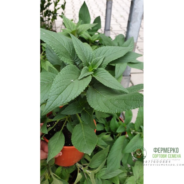 Разсад Салвия с аромат на ананас