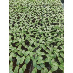 Разсад за японски краставици Тести Кинг F1 - тарелка 72 броя