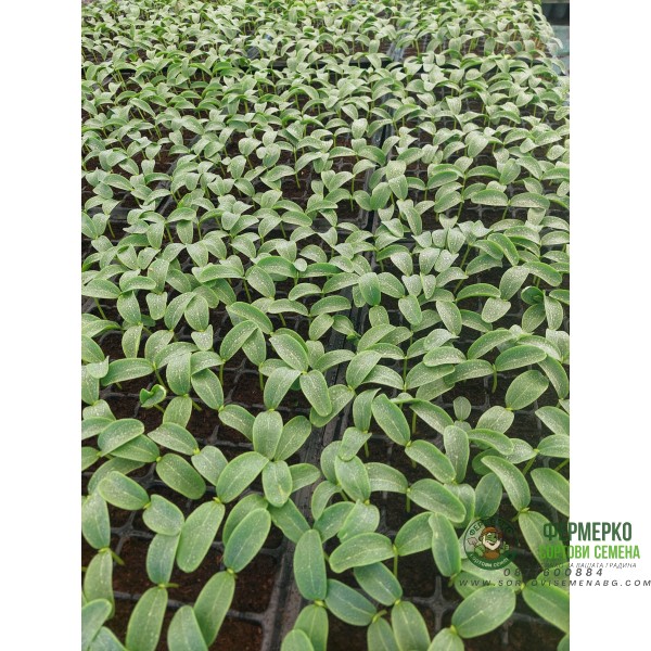 Разсад за японски краставици Тести Кинг F1 - тарелка 72 броя