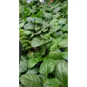 Аюга (Срещниче) / Ajuga в саксия