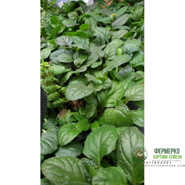 Аюга (Срещниче) Ajuga в саксия