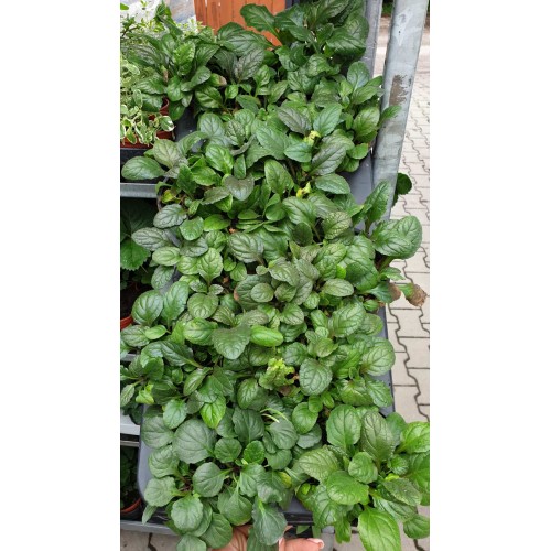 Аюга (Срещниче) / Ajuga в саксия