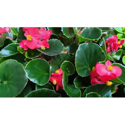 Бегония с зелени листа в саксия - различни цветове