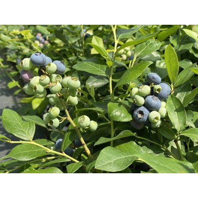 Синя Боровинка Патриот / Vaccinium Patriot