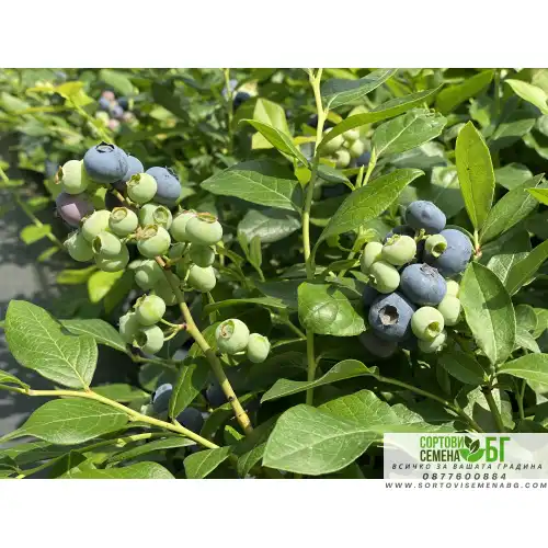 Синя Боровинка Патриот / Vaccinium Patriot
