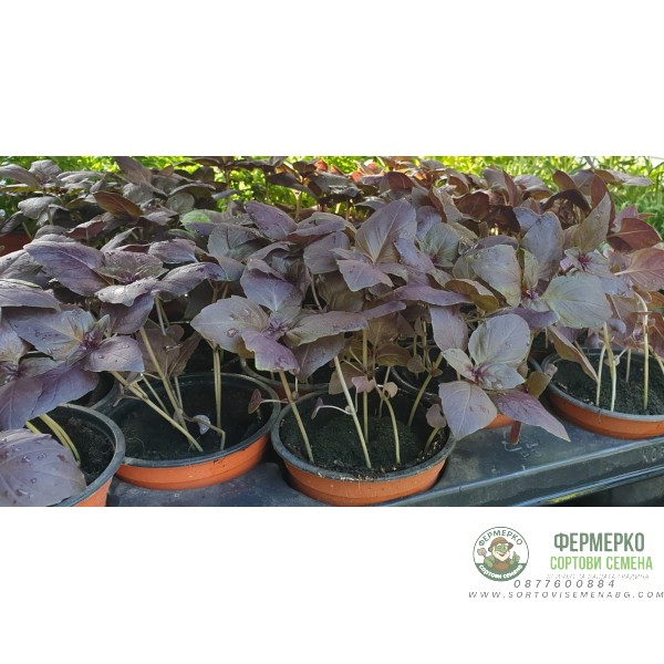 Разсад Босилек червен